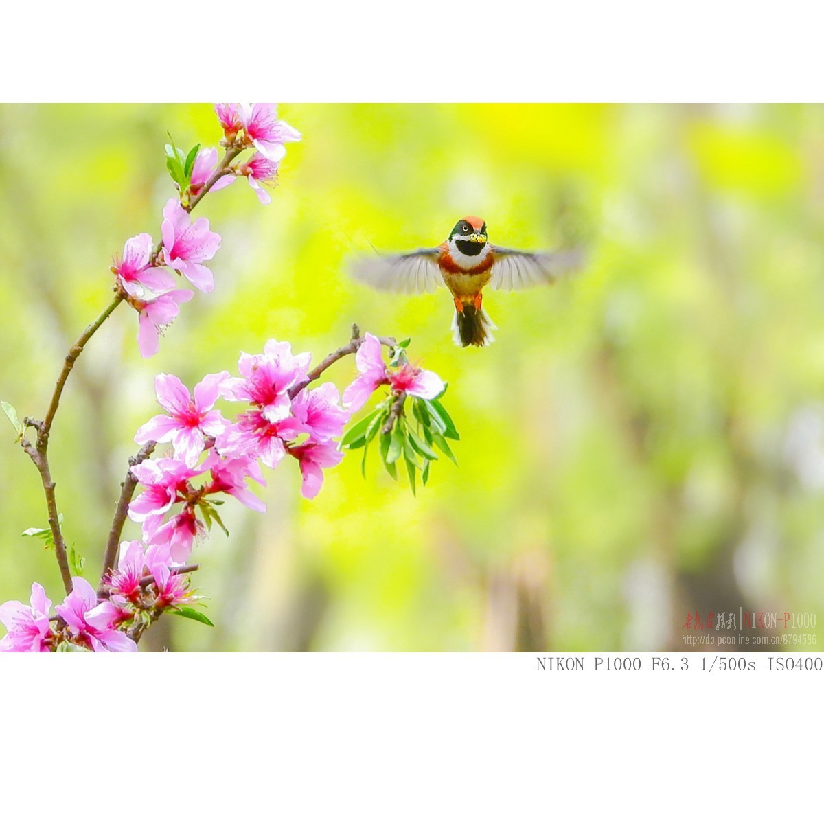 长焦机的高感，细节