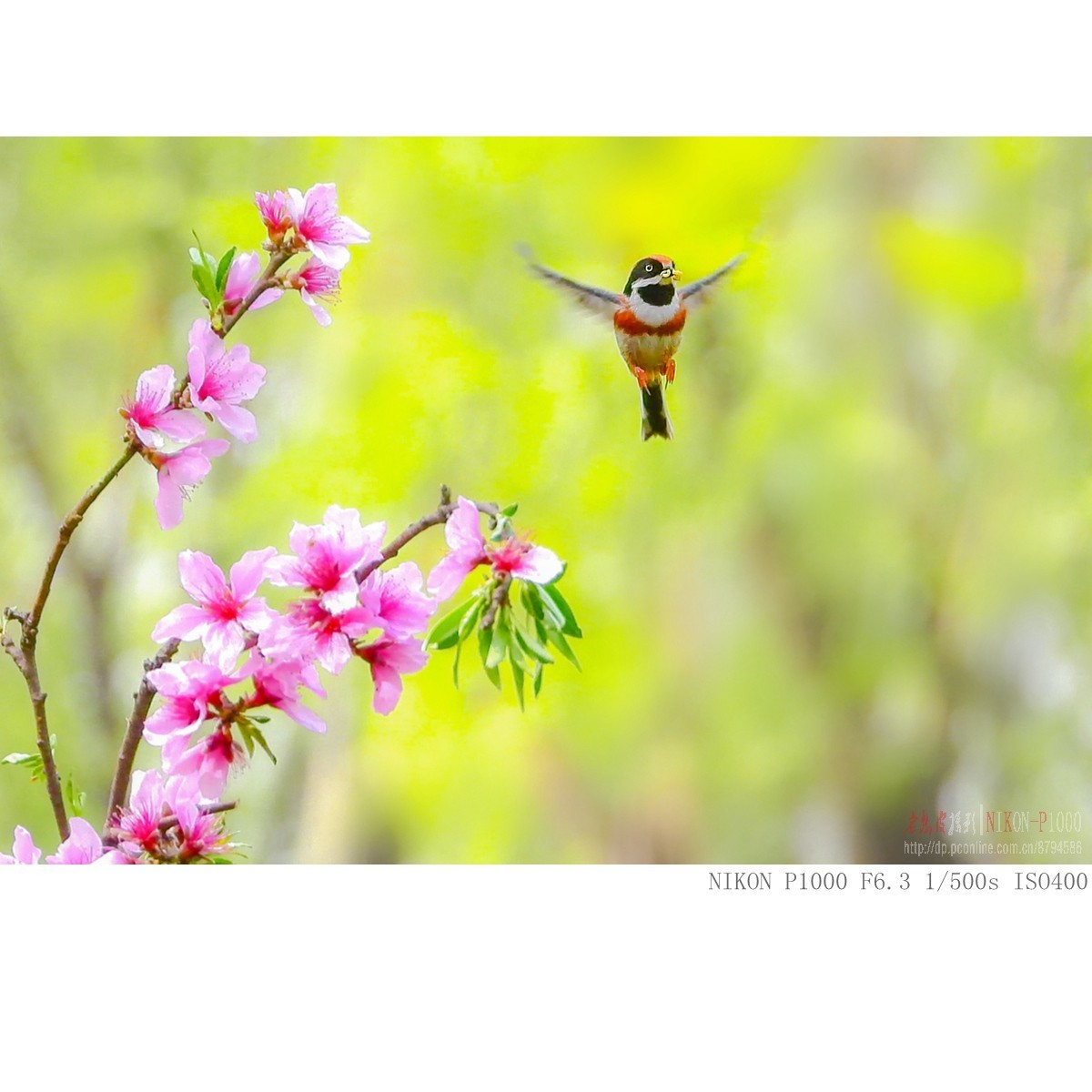 长焦机的高感，细节