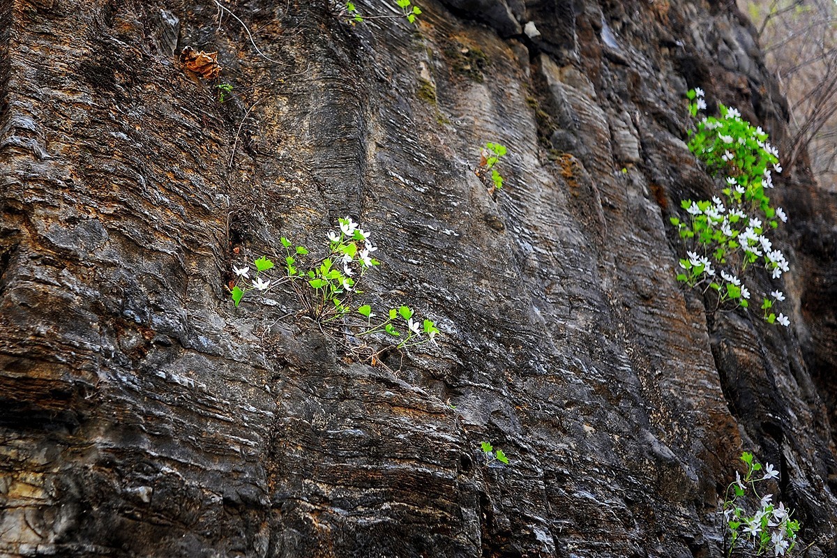 山间崖石上生长的花草