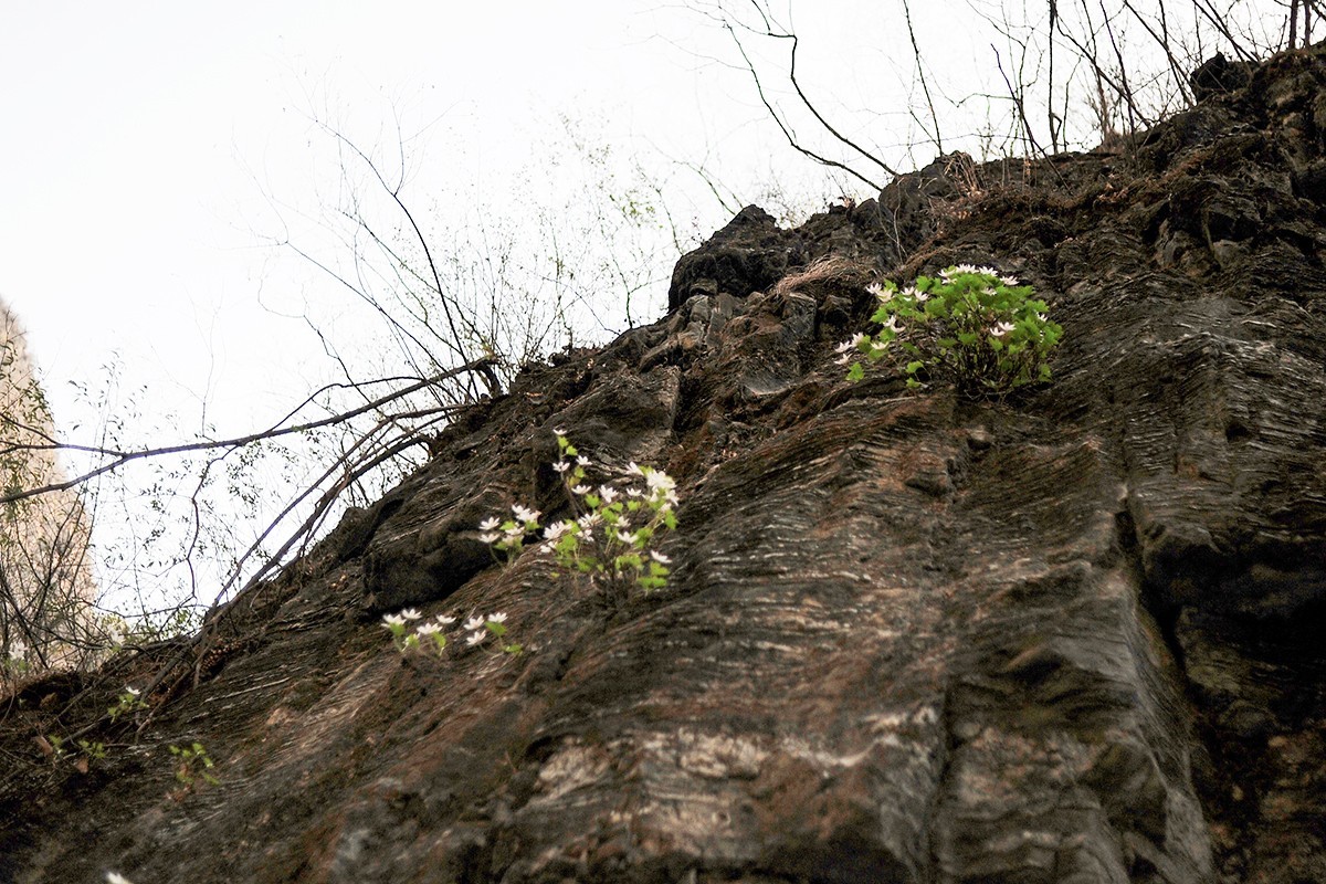 山间崖石上生长的花草
