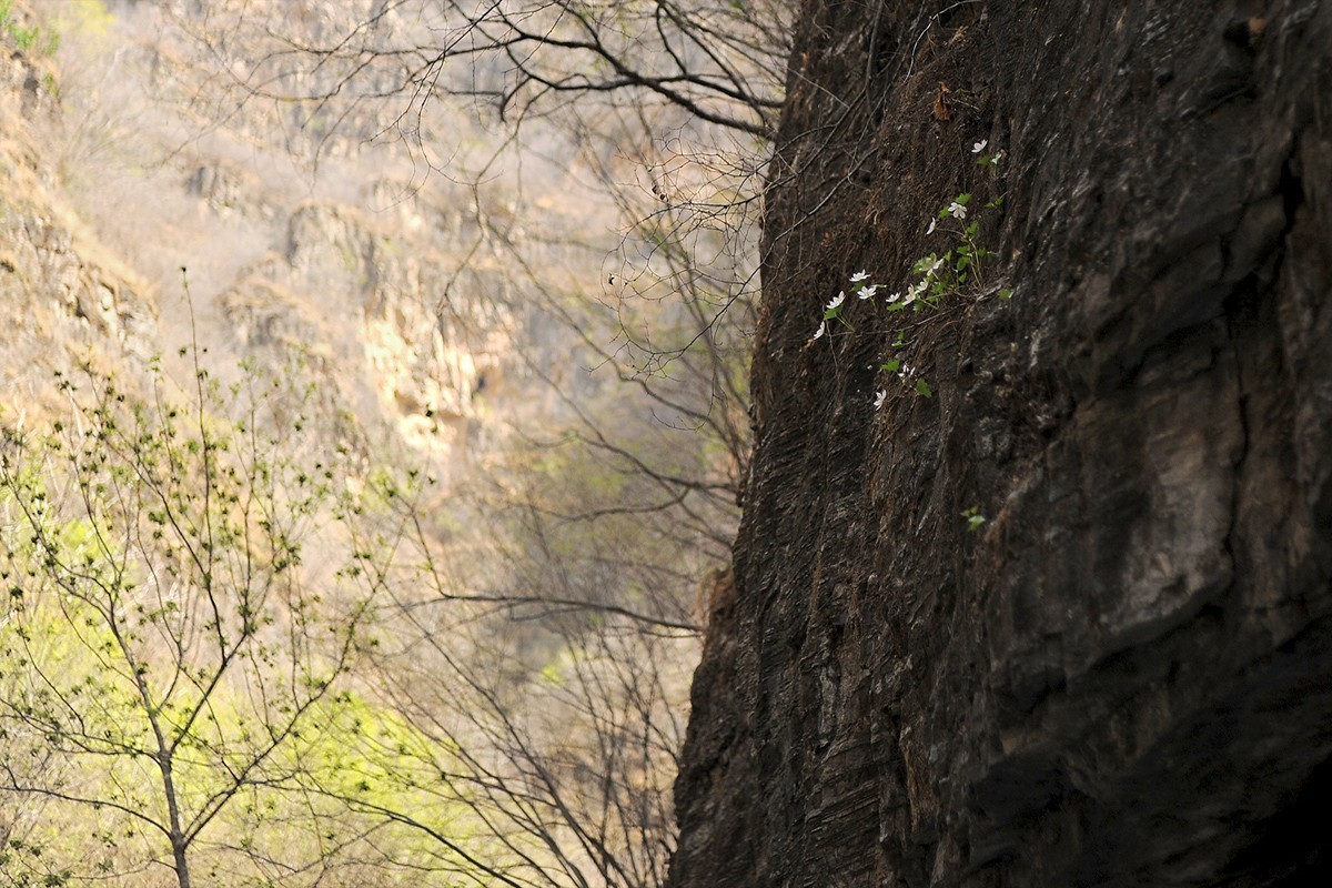 山间崖石上生长的花草
