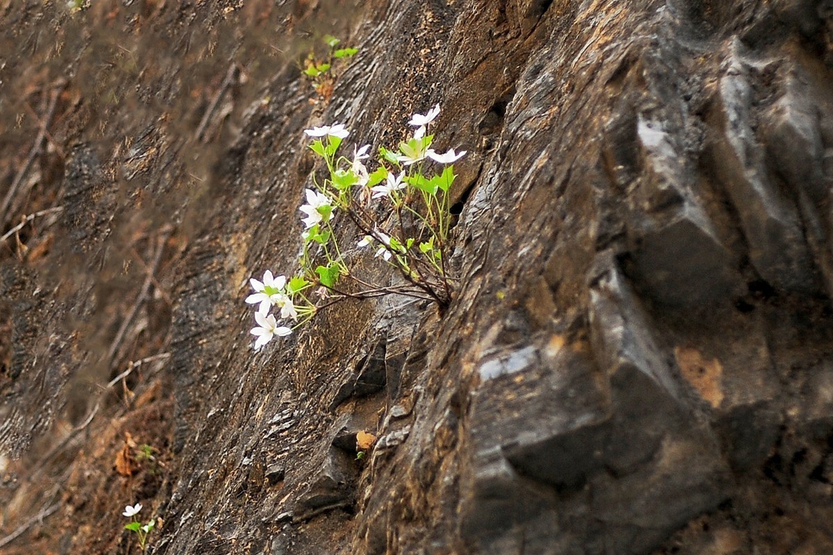山间崖石上生长的花草