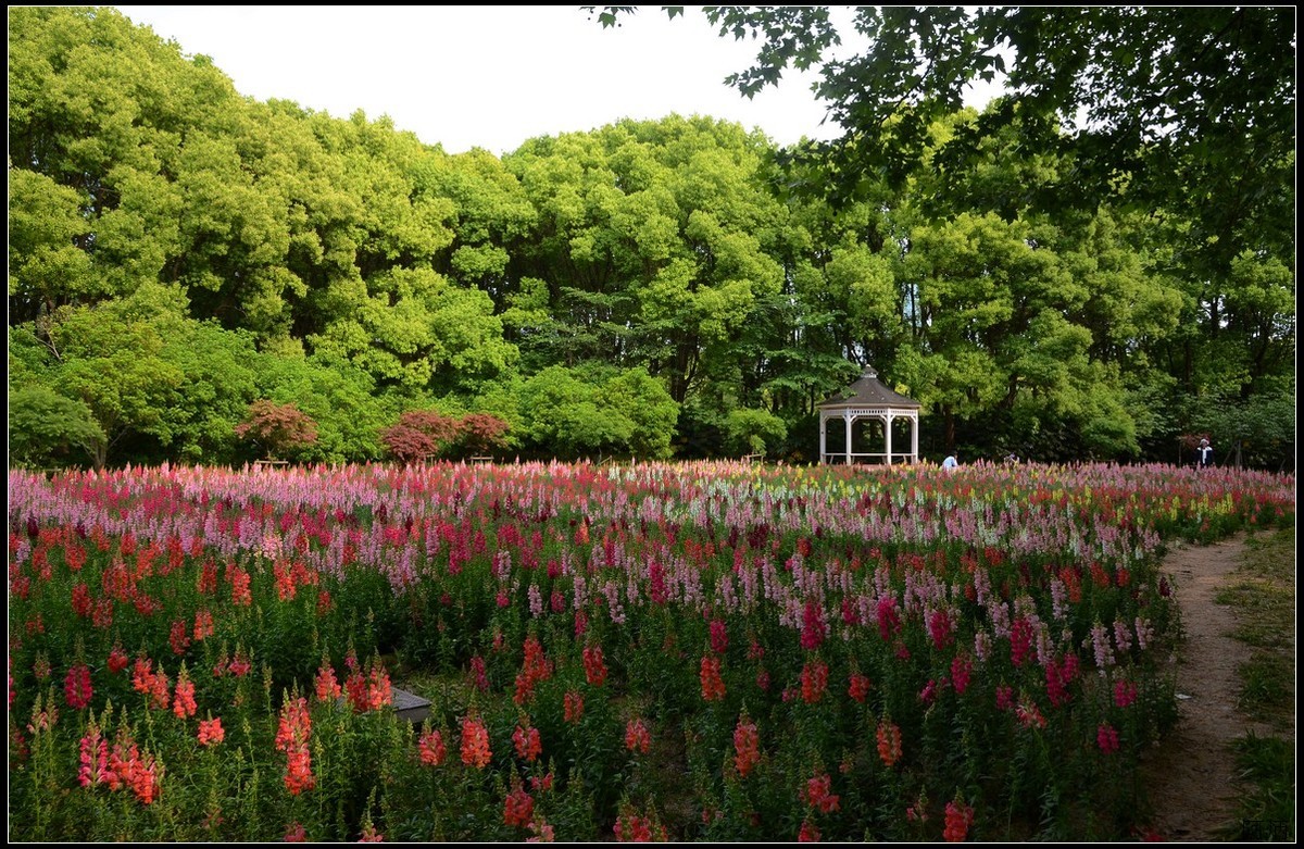 上海世紀公園