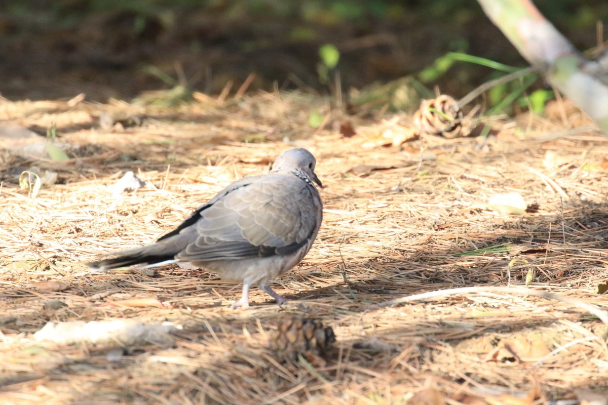 地上和树上的鸟