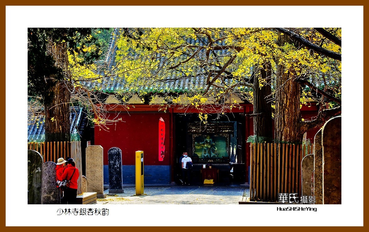 2020西西南北行（游走河南099）——少林寺银杏秋韵（郑州市登封）