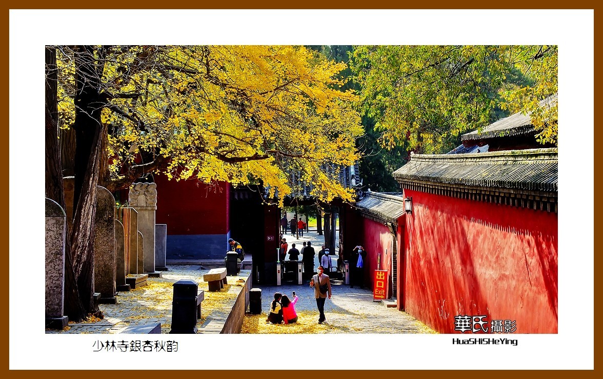 2020西西南北行（游走河南099）——少林寺银杏秋韵（郑州市登封）