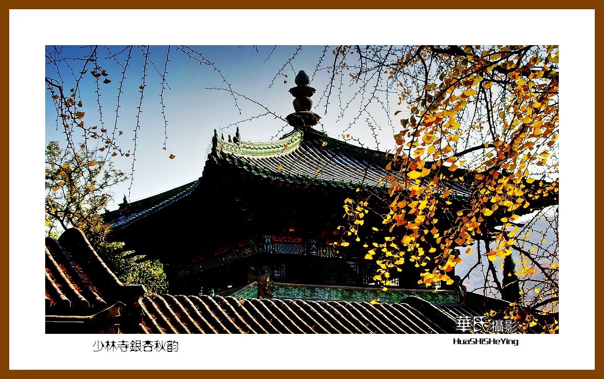 2020西西南北行（游走河南099）——少林寺银杏秋韵（郑州市登封）