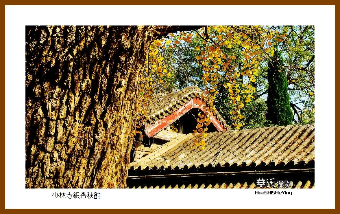 2020西西南北行（游走河南099）——少林寺银杏秋韵（郑州市登封）