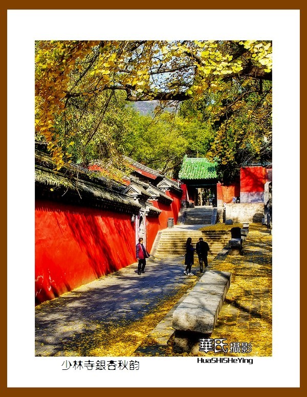 2020西西南北行（游走河南099）——少林寺银杏秋韵（郑州市登封）