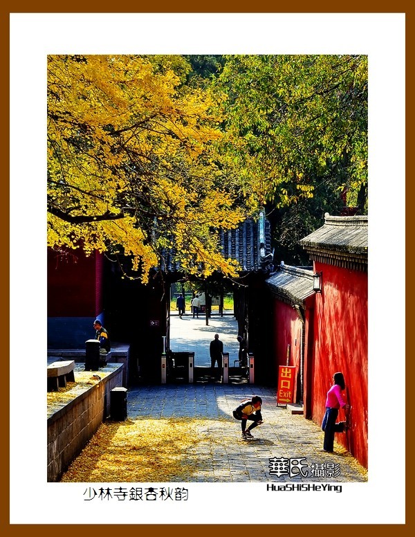 2020西西南北行（游走河南099）——少林寺银杏秋韵（郑州市登封）