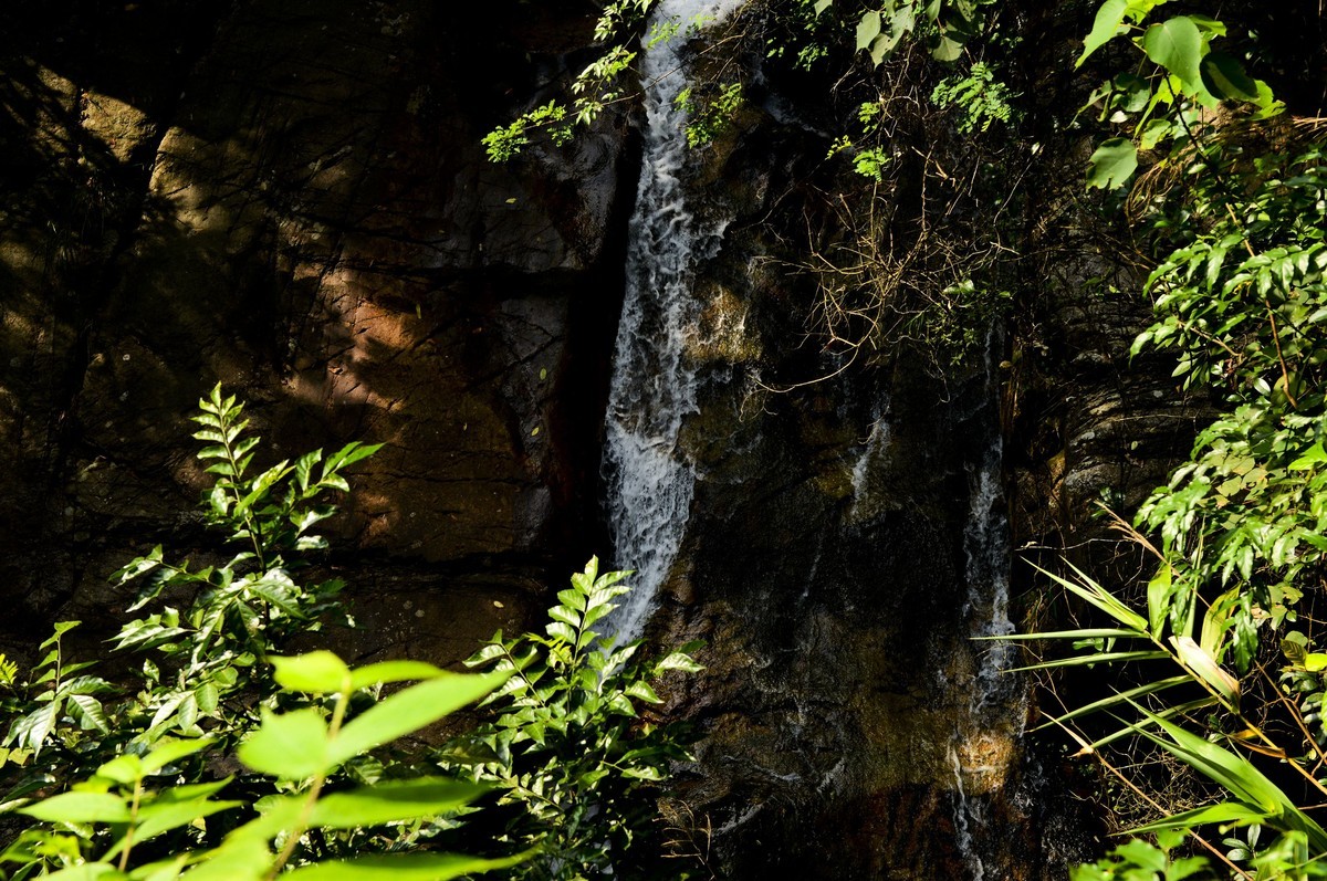 鼎湖山随拍（二）