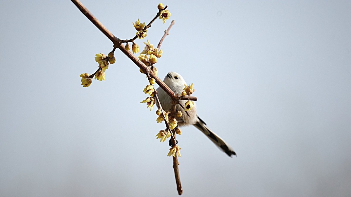美能达折返头拍鸟儿