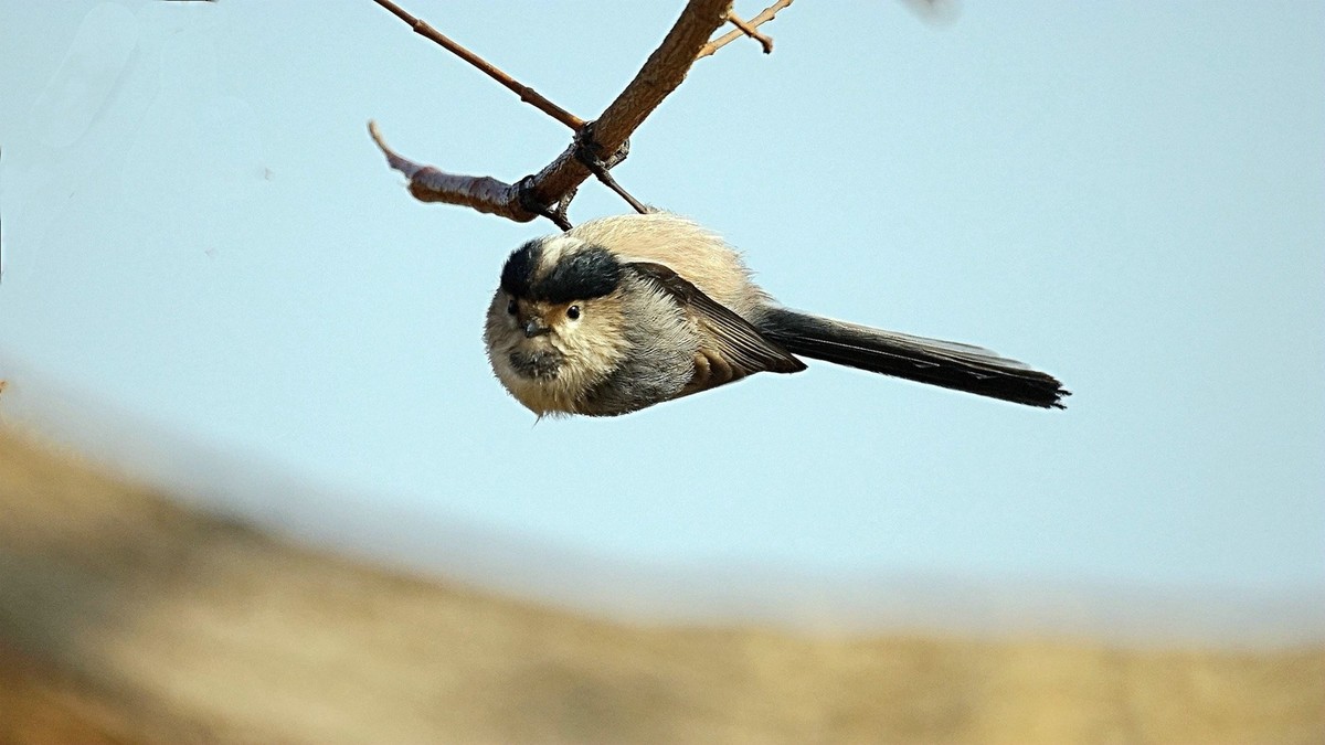 美能达折返头拍鸟儿