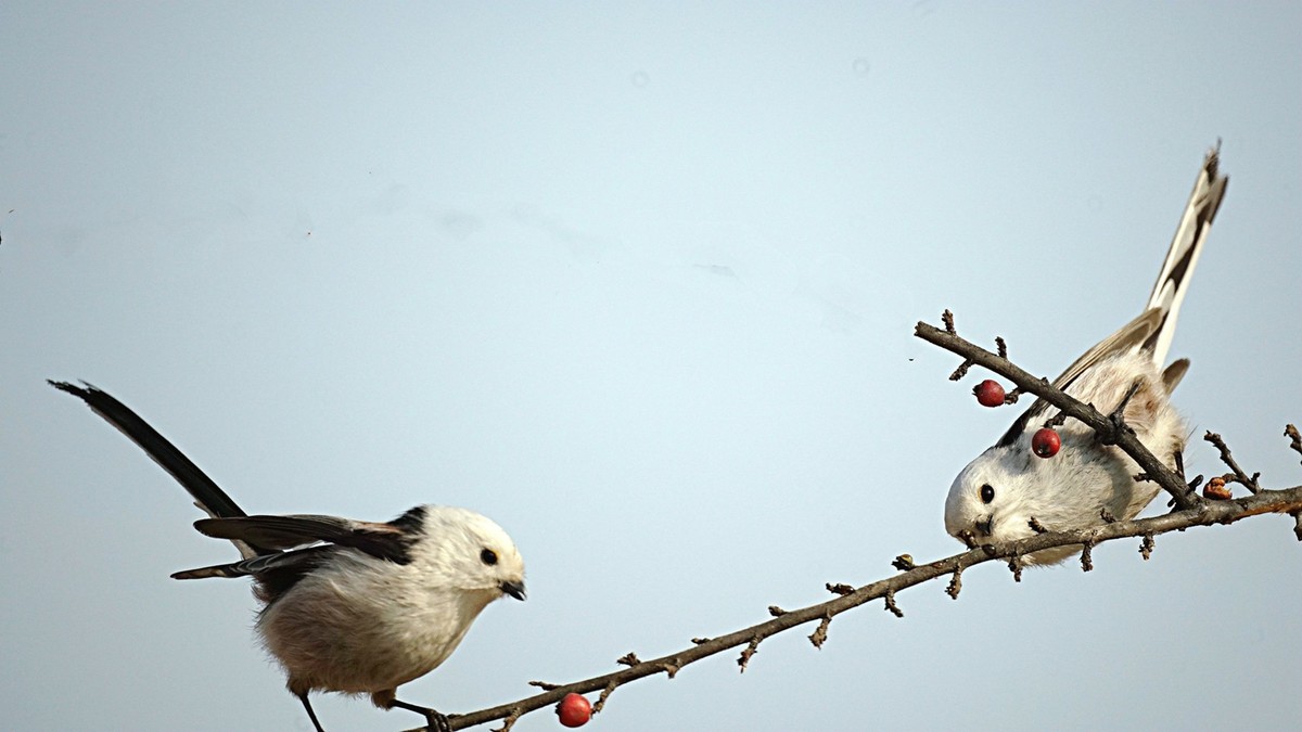 美能达折返头拍鸟儿