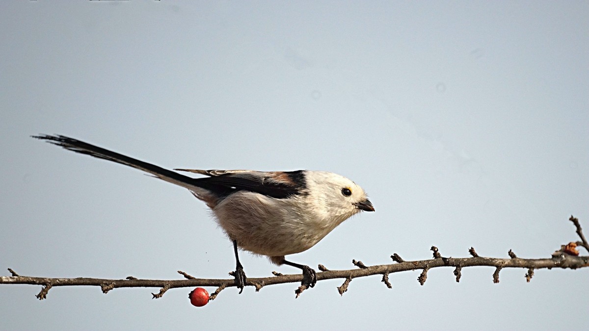 美能达折返头拍鸟儿