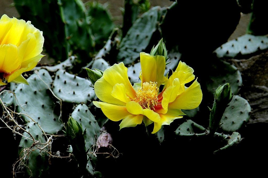 仙人掌花