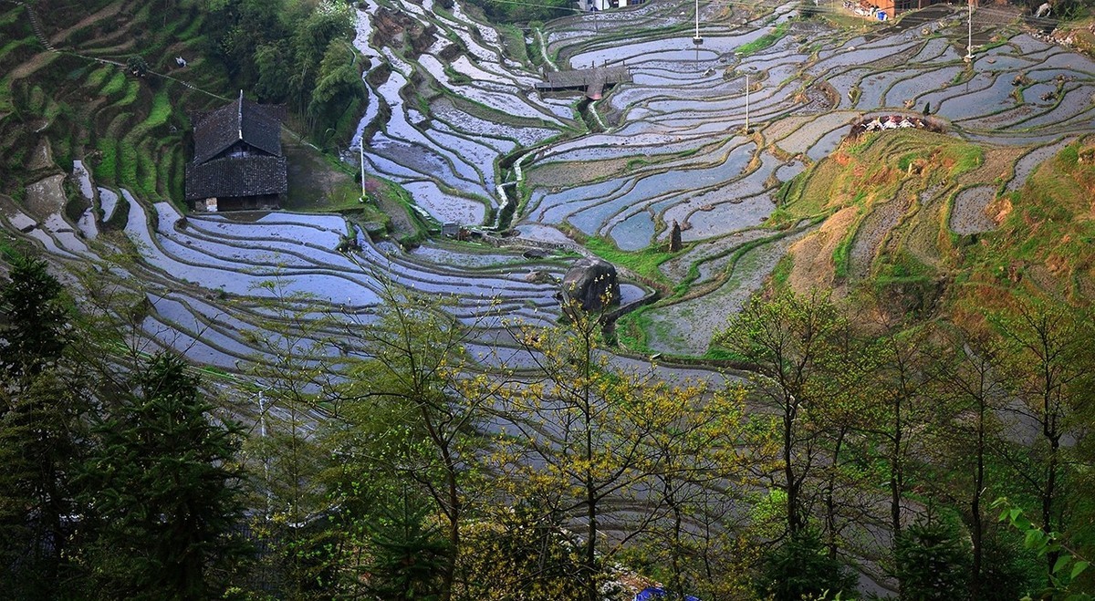 紫  鹊  界  梯  田