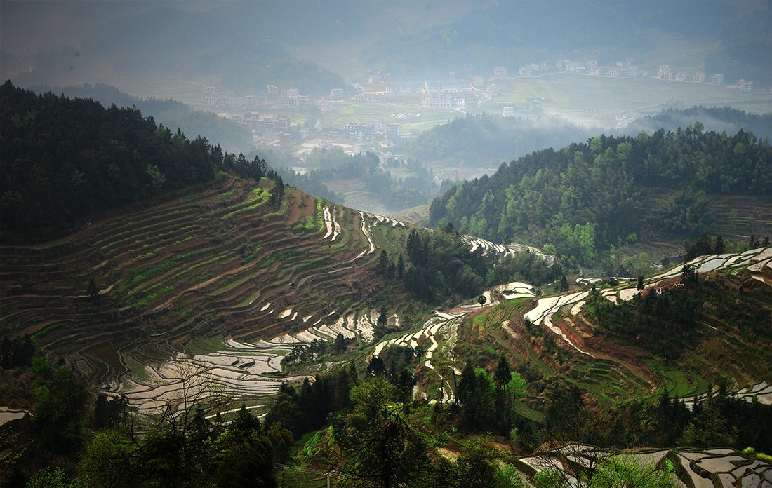 紫  鹊  界  梯  田