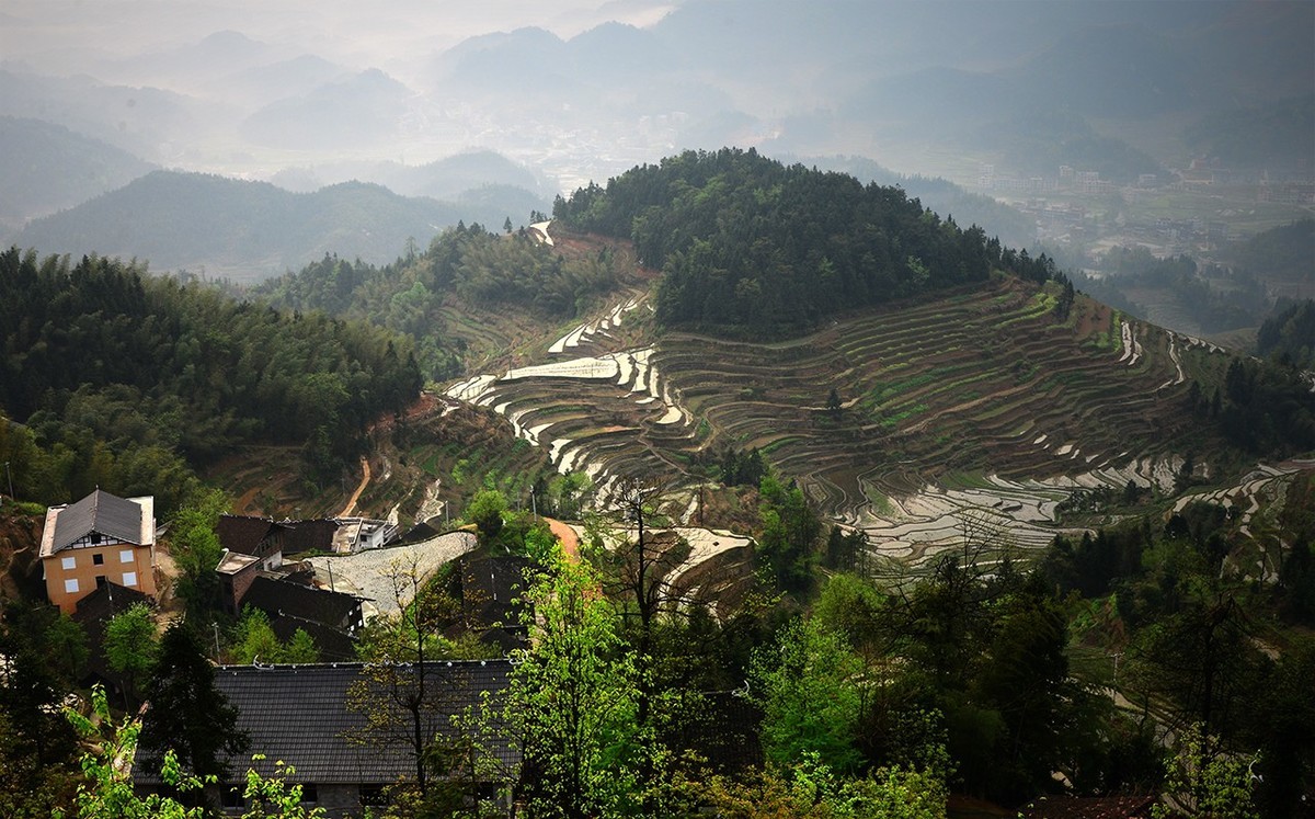 紫  鹊  界  梯  田