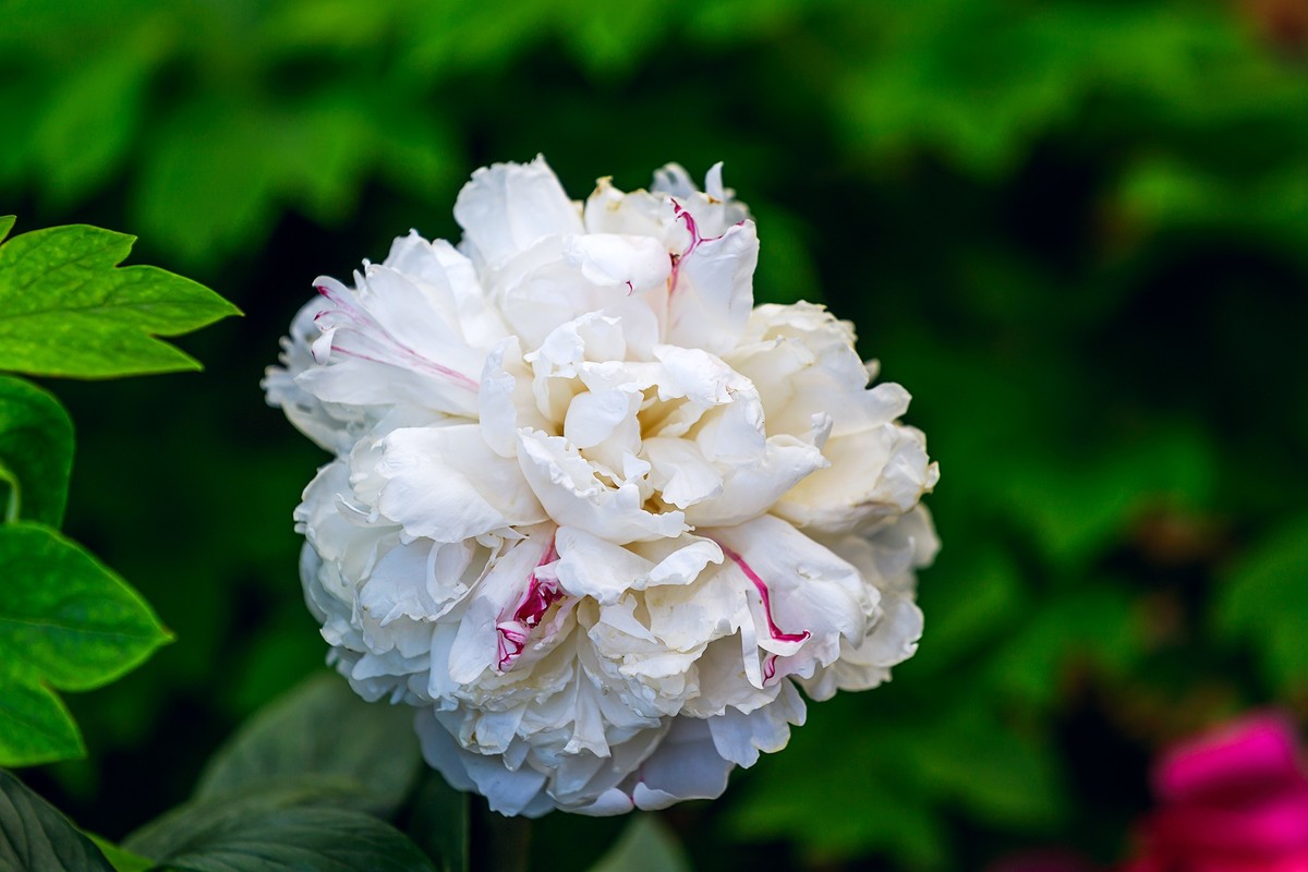 2022花城看花24牡丹