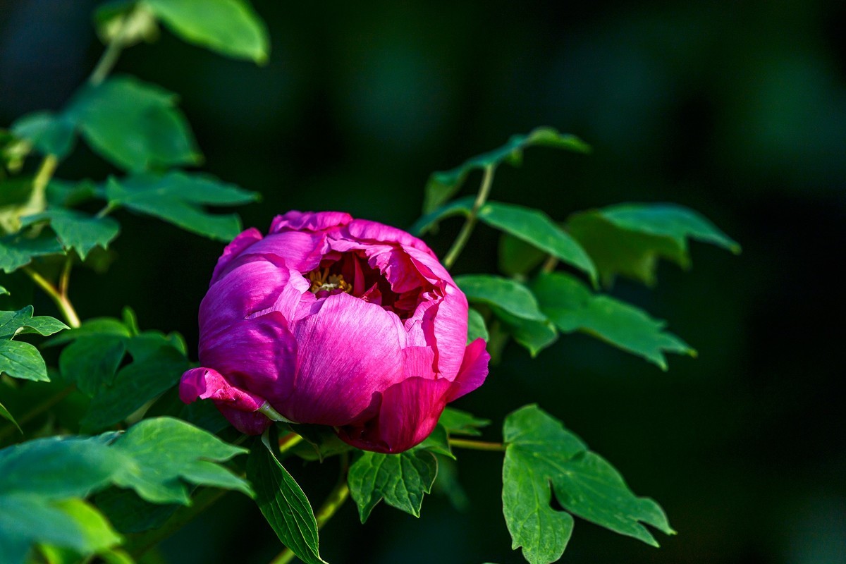 2022花城看花(24):牡丹-中关村在线摄影论坛