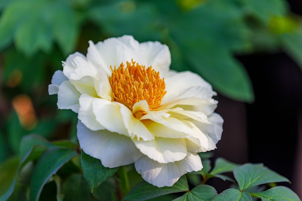 2022花城看花24牡丹