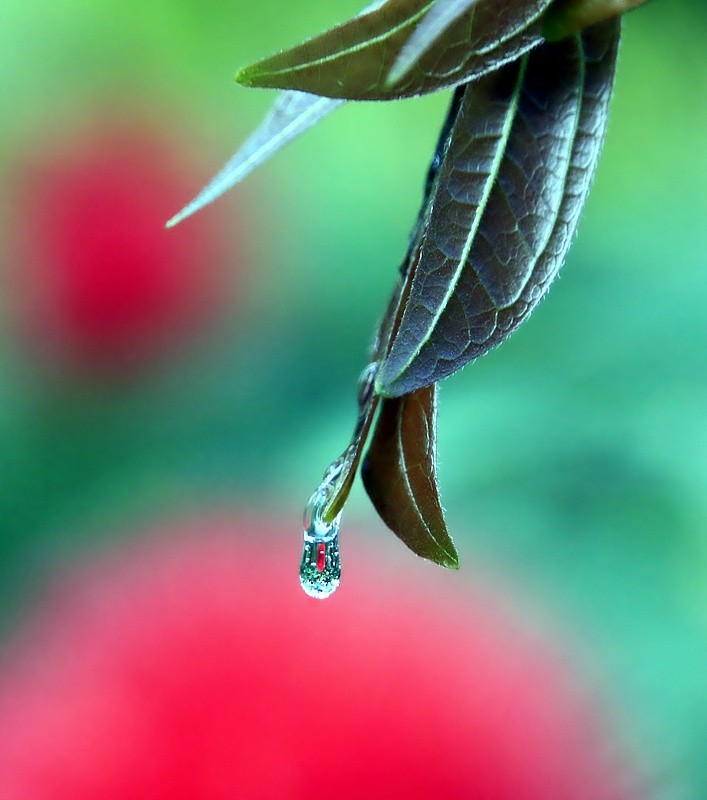 697【不老松：海南游摄纪实】临高长島兰湾：初拍水滴！不成样子！(没有微距镜头及必须