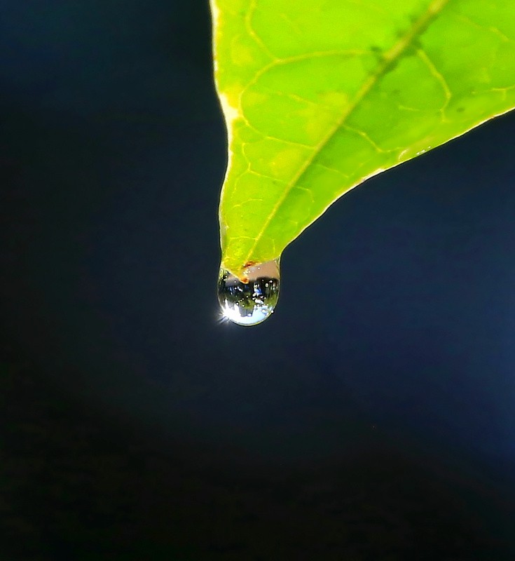 697【不老松：海南游摄纪实】临高长島兰湾：初拍水滴！不成样子！(没有微距镜头及必须