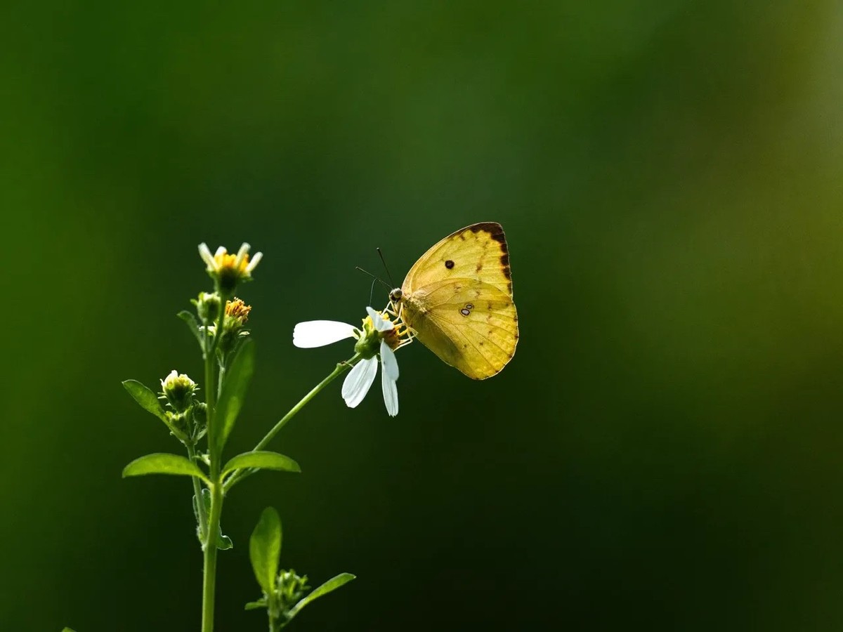 蝴蝶也爱花
