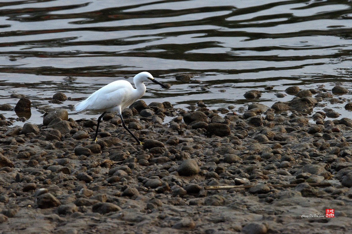 拍鹭纪实【269】