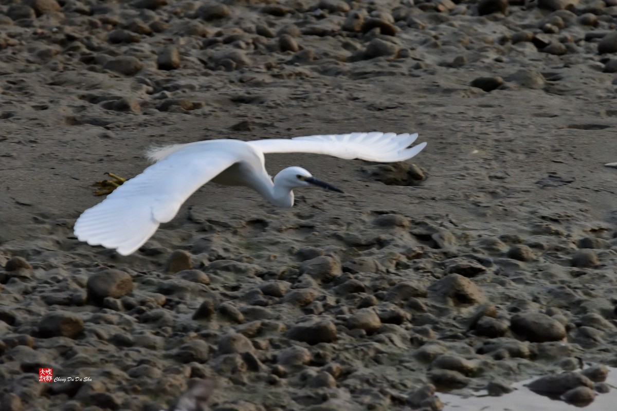 拍鹭纪实【269】