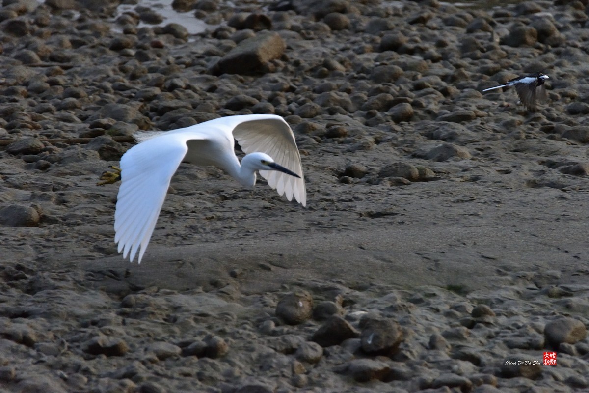 拍鹭纪实【269】