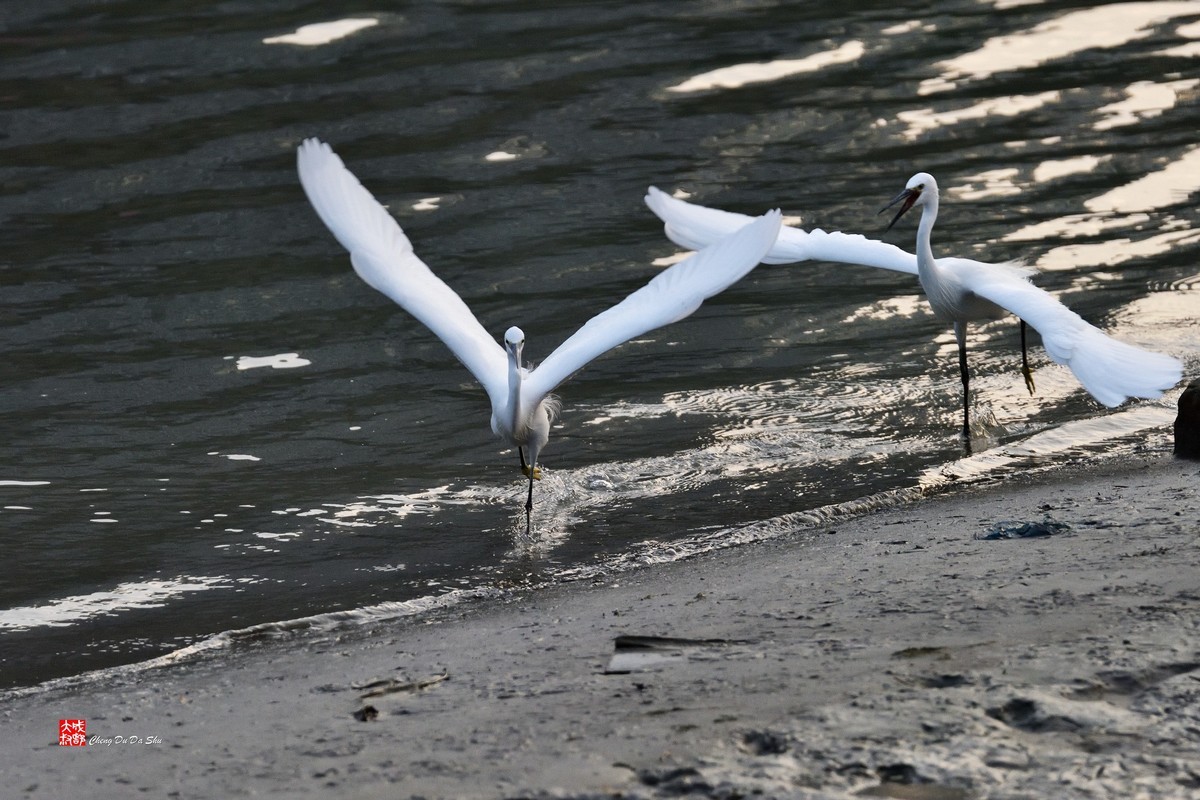 拍鹭纪实【269】