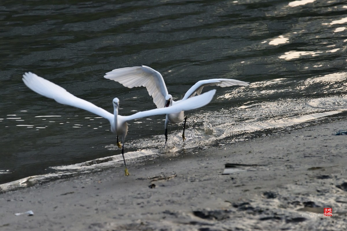 拍鹭纪实【269】