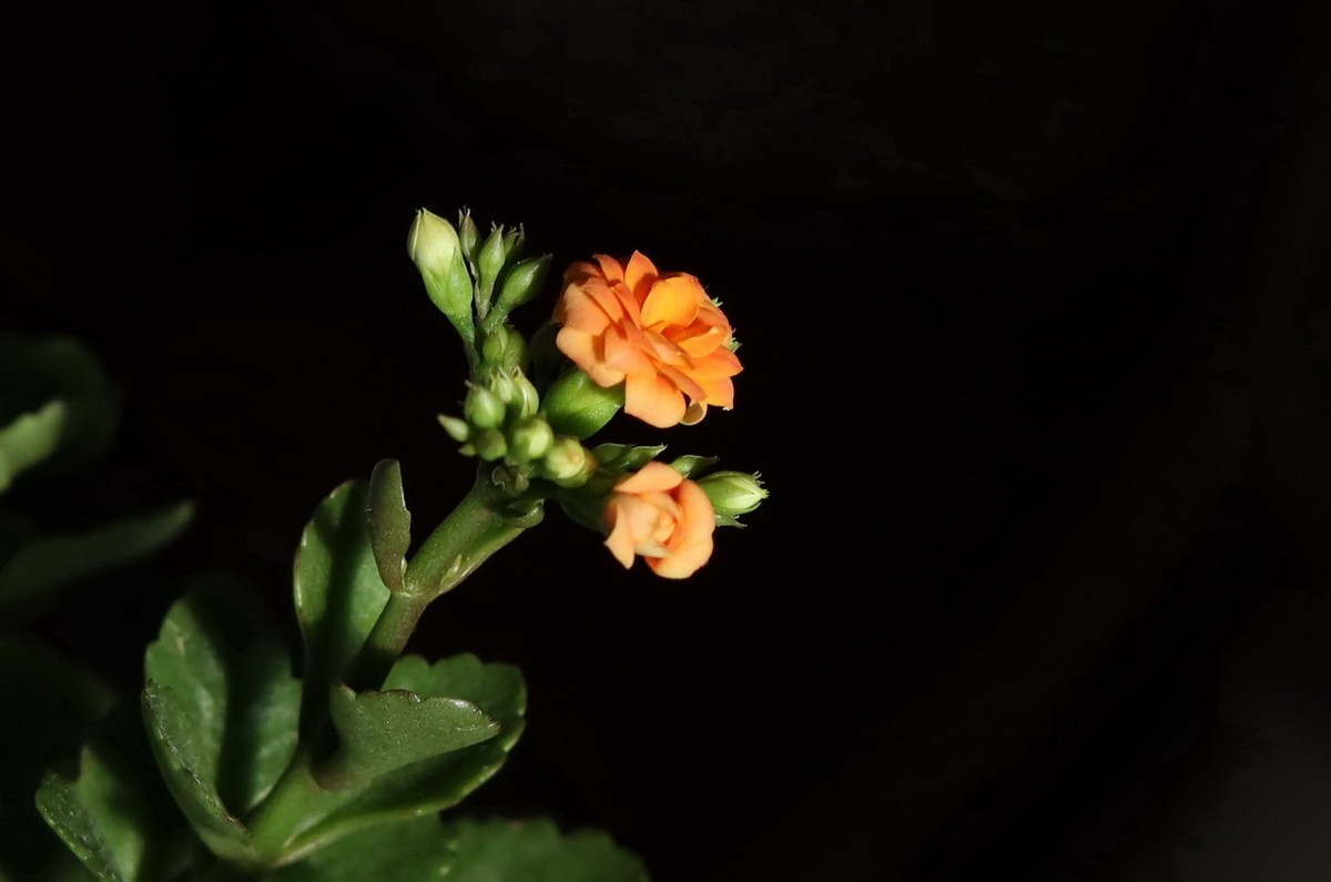 收藏了一支被停产的唯卓 AF 85mmf1.8 STM RF卡口镜头