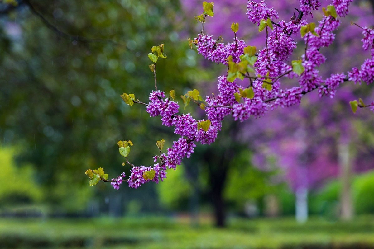 春暖花开