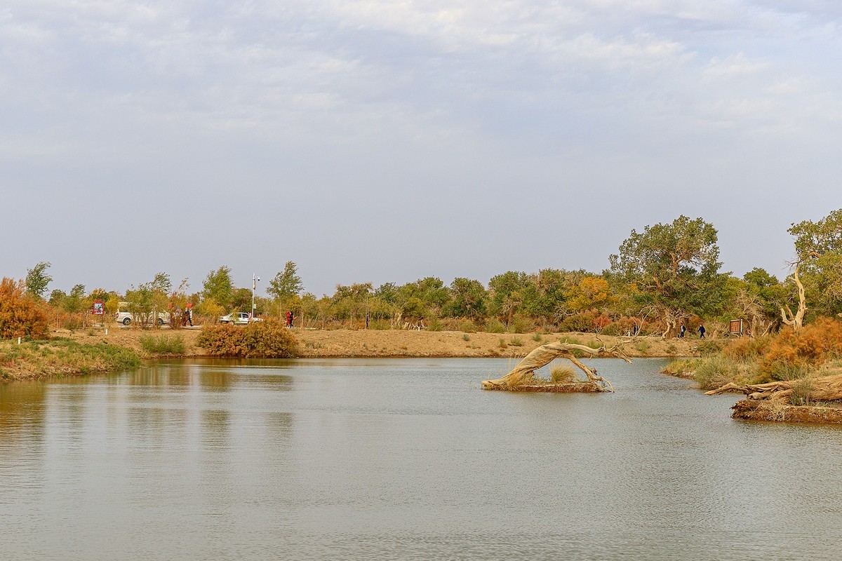 旅游记录：内蒙古 · 额济纳 · 弱水胡杨景区