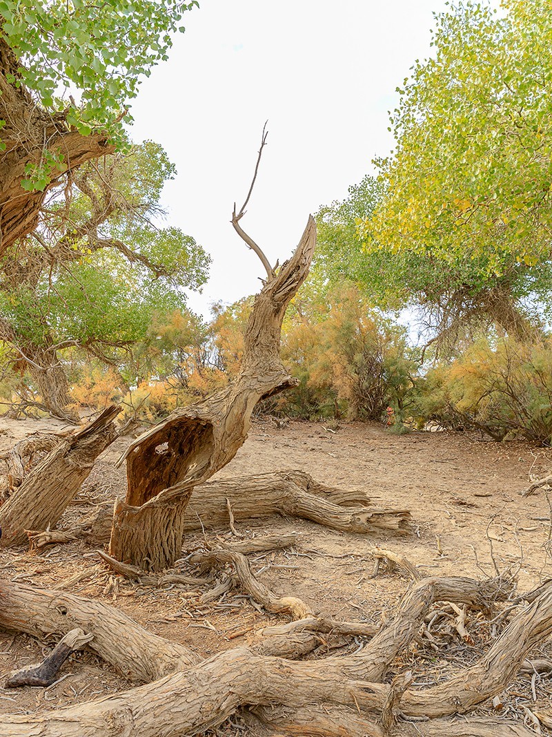 旅游记录：内蒙古 · 额济纳 · 弱水胡杨景区