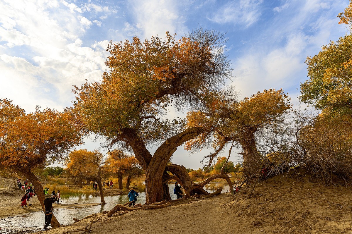 旅游记录：内蒙古 · 额济纳 · 弱水胡杨景区