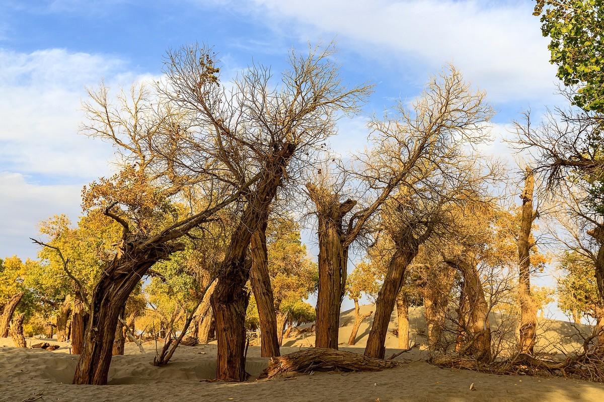 旅游记录：内蒙古 · 额济纳 · 弱水胡杨景区
