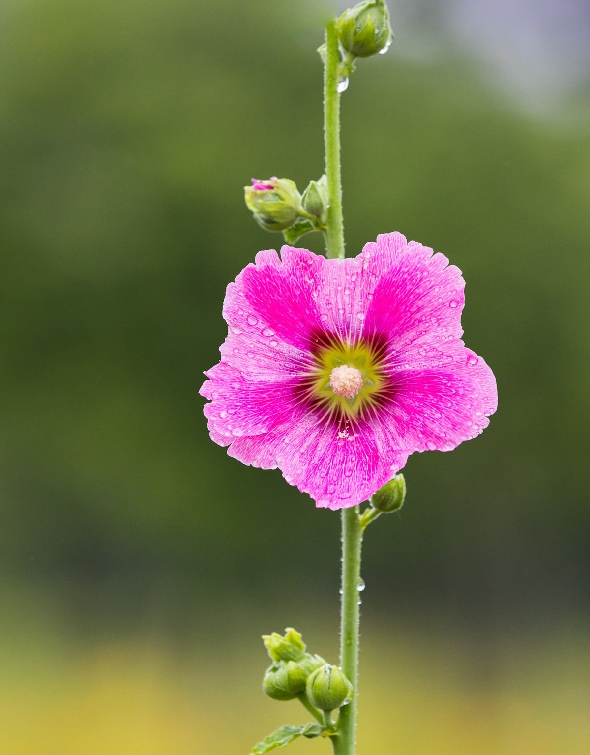 西安洨河公园的小花