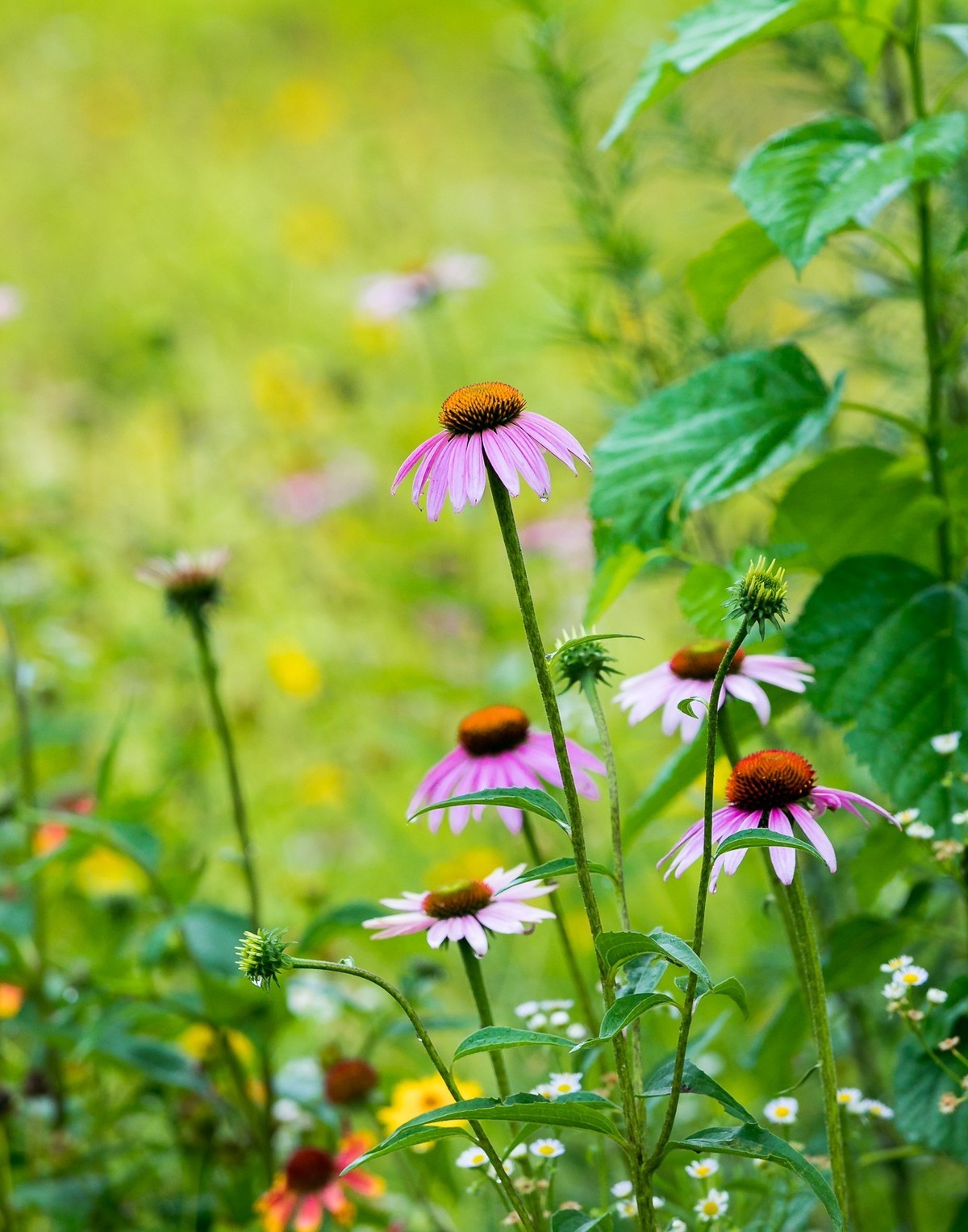 西安洨河公园的小花