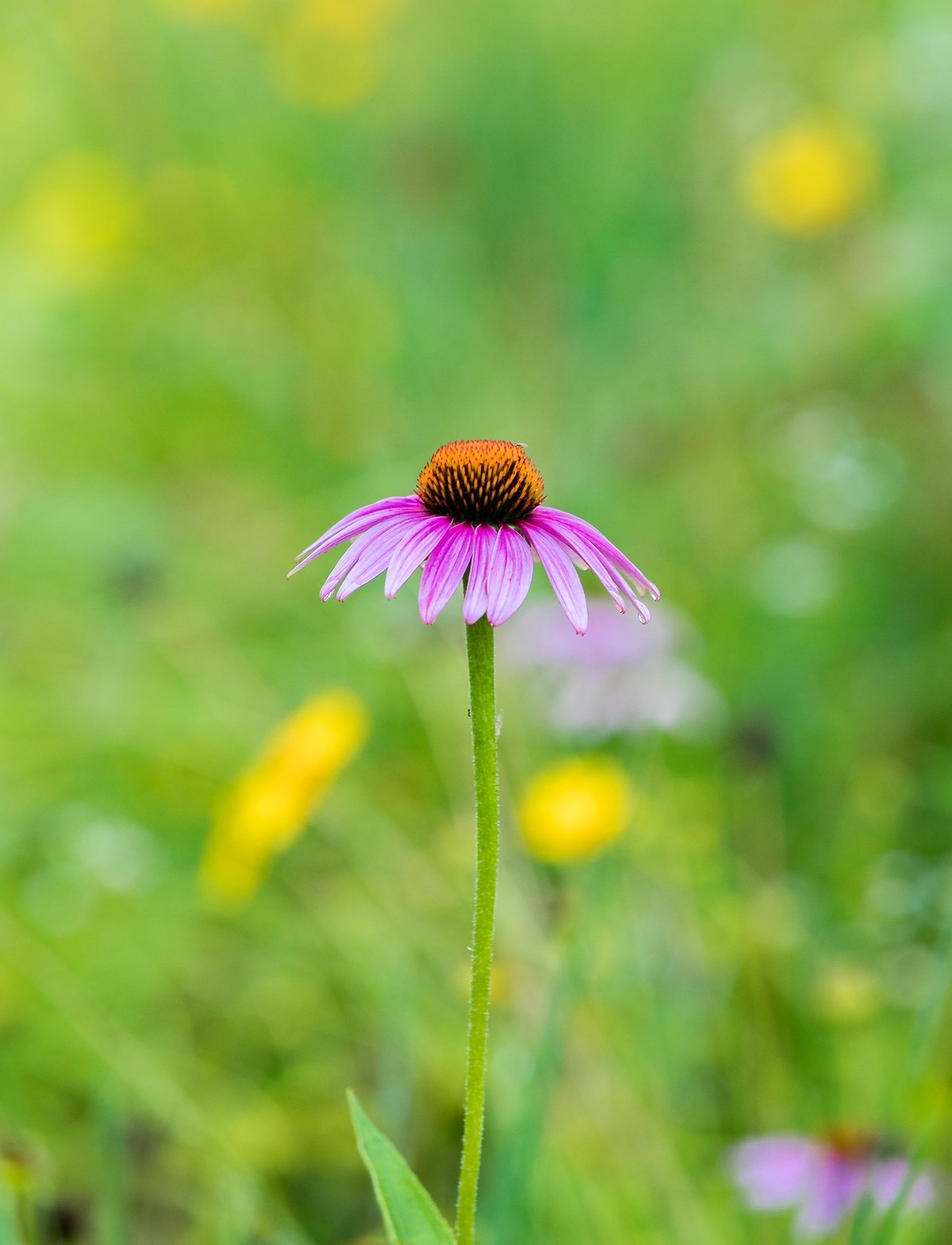 西安洨河公园的小花