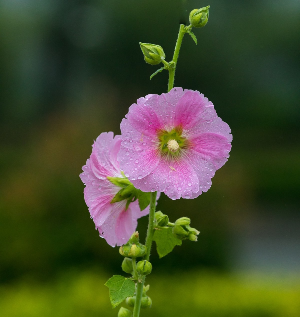 西安洨河公园的小花