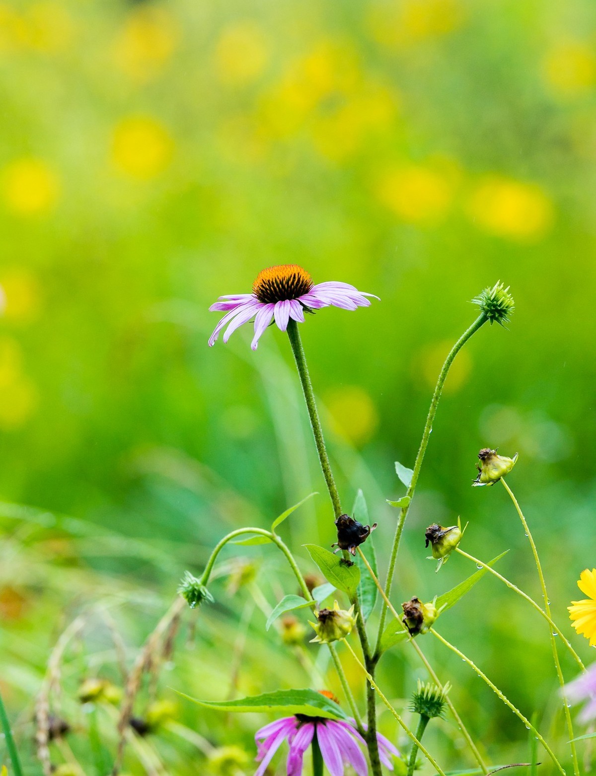 西安洨河公园的小花