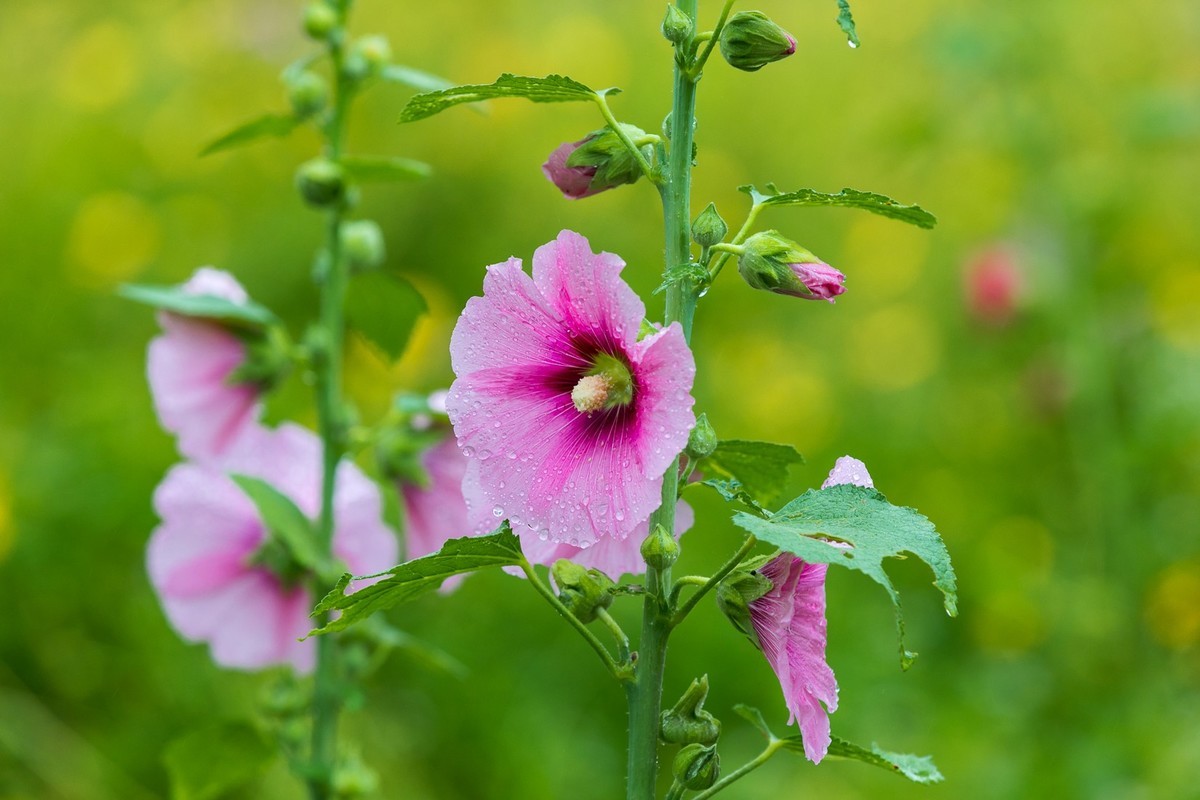 西安洨河公园的小花