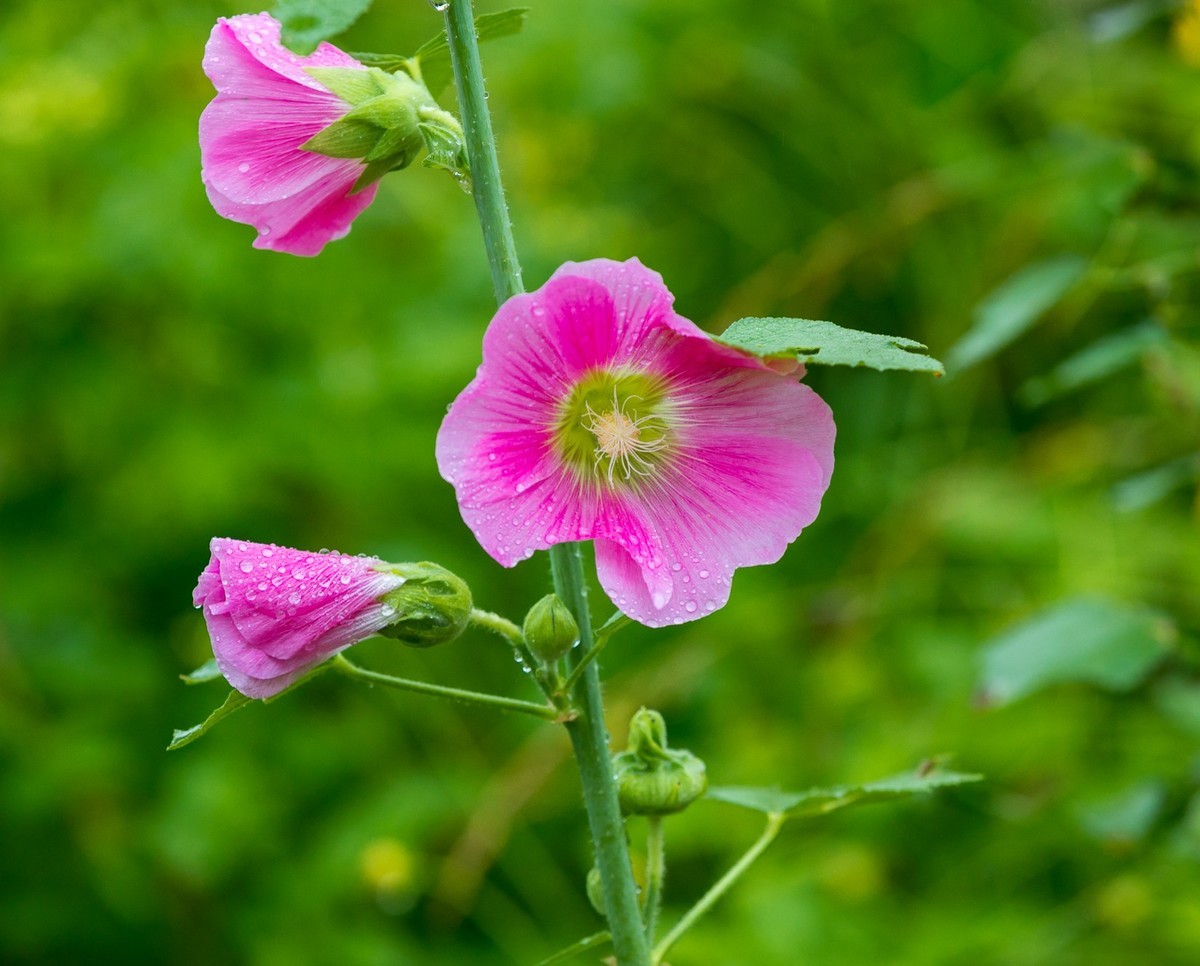 西安洨河公园的小花