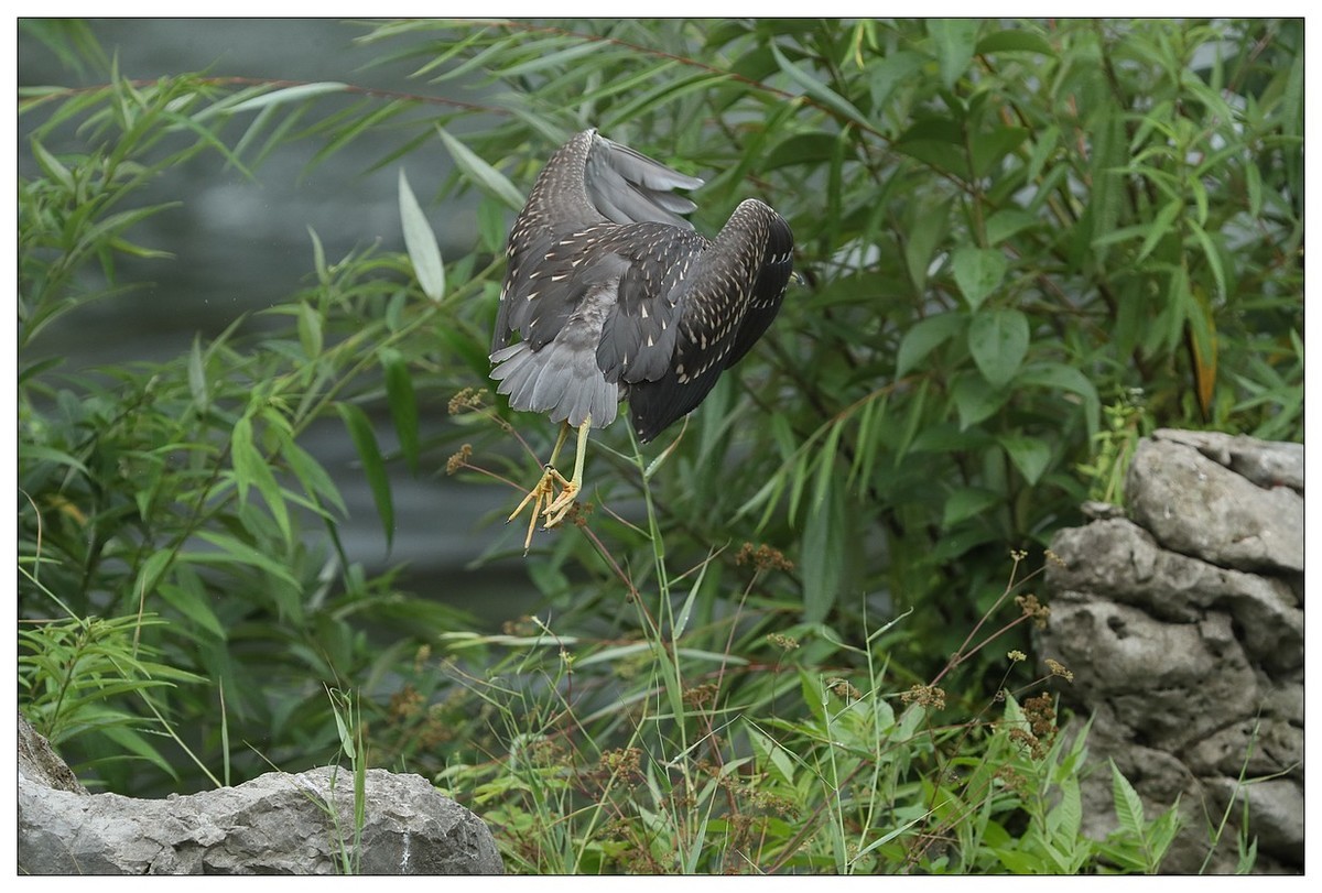 今年出生的一只夜鹭幼崽