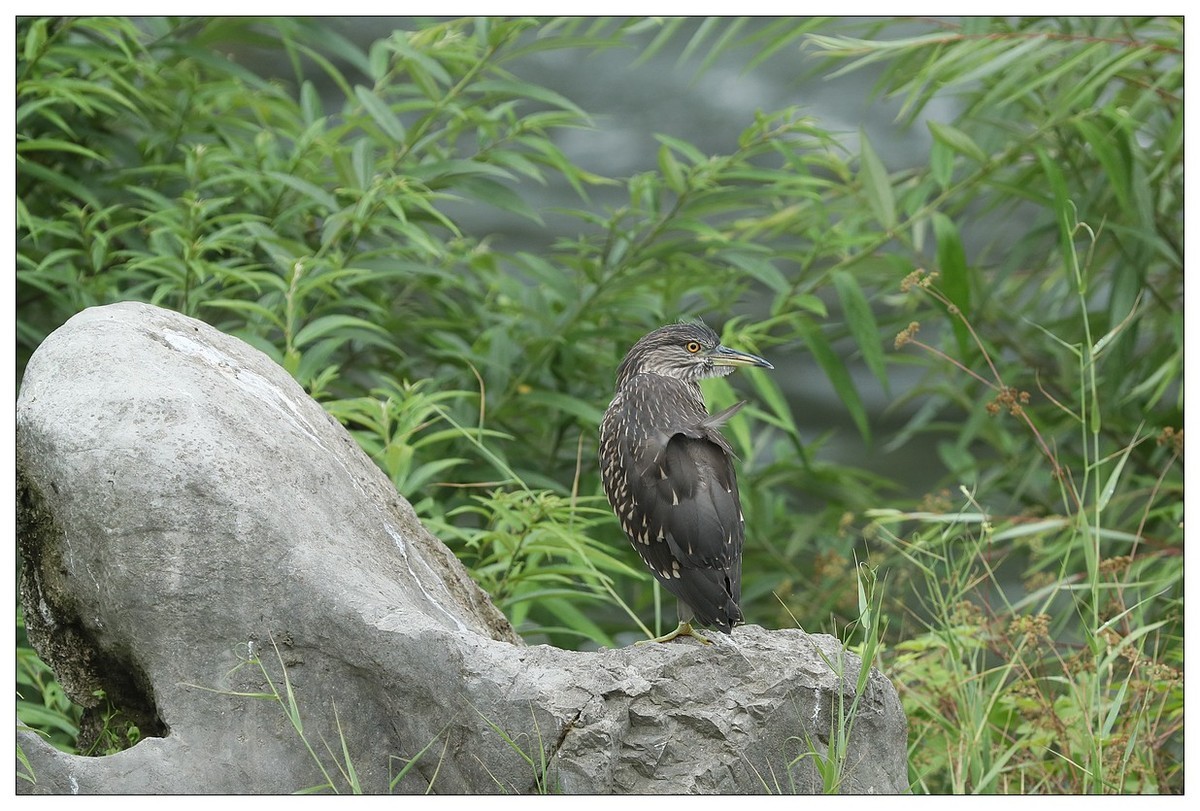 今年出生的一只夜鹭幼崽