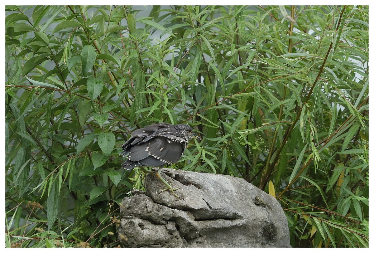 今年出生的一只夜鹭幼崽